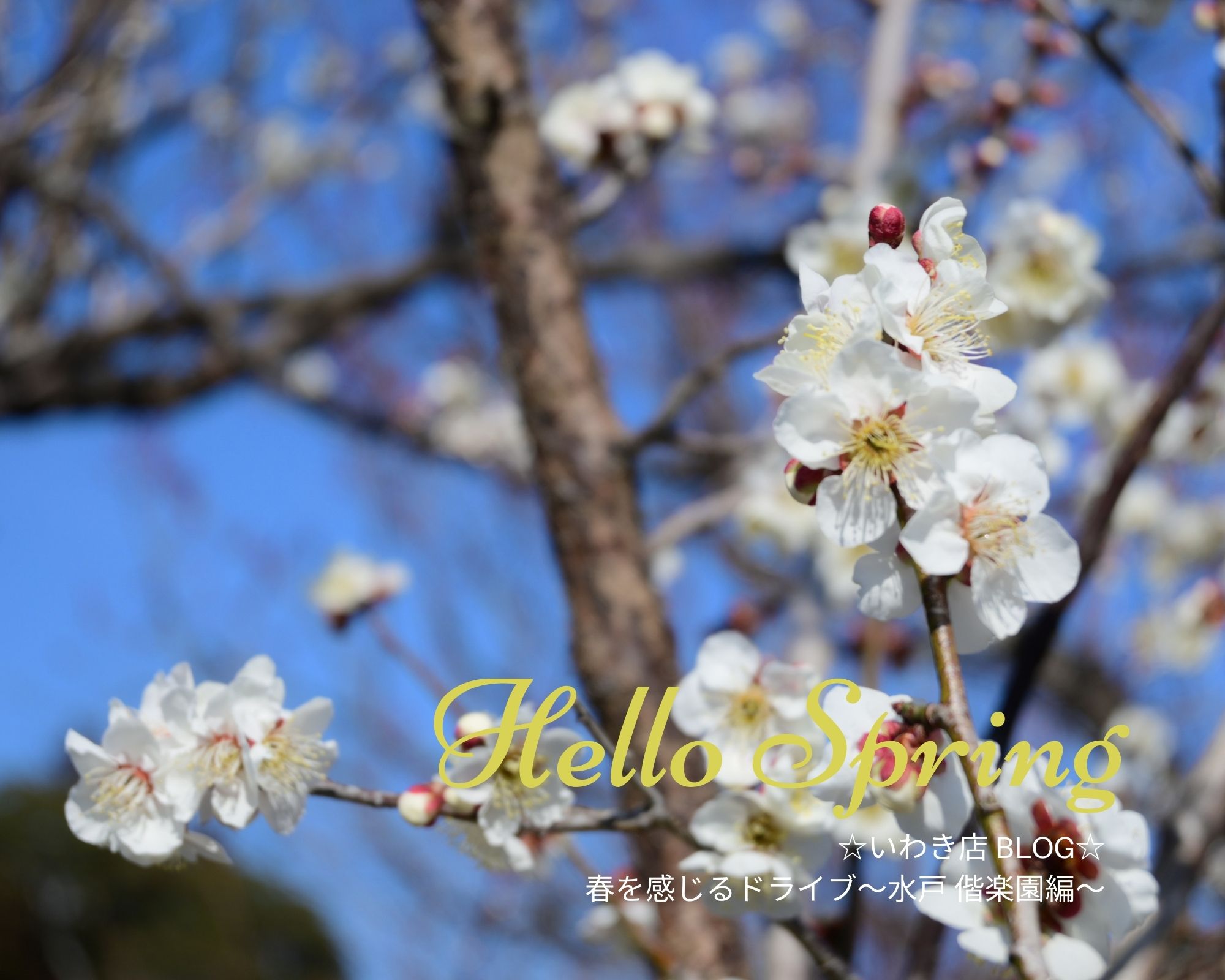 ☆いわき店Blog☆Hello Spring♪～日本三名園『水戸偕楽園』編～