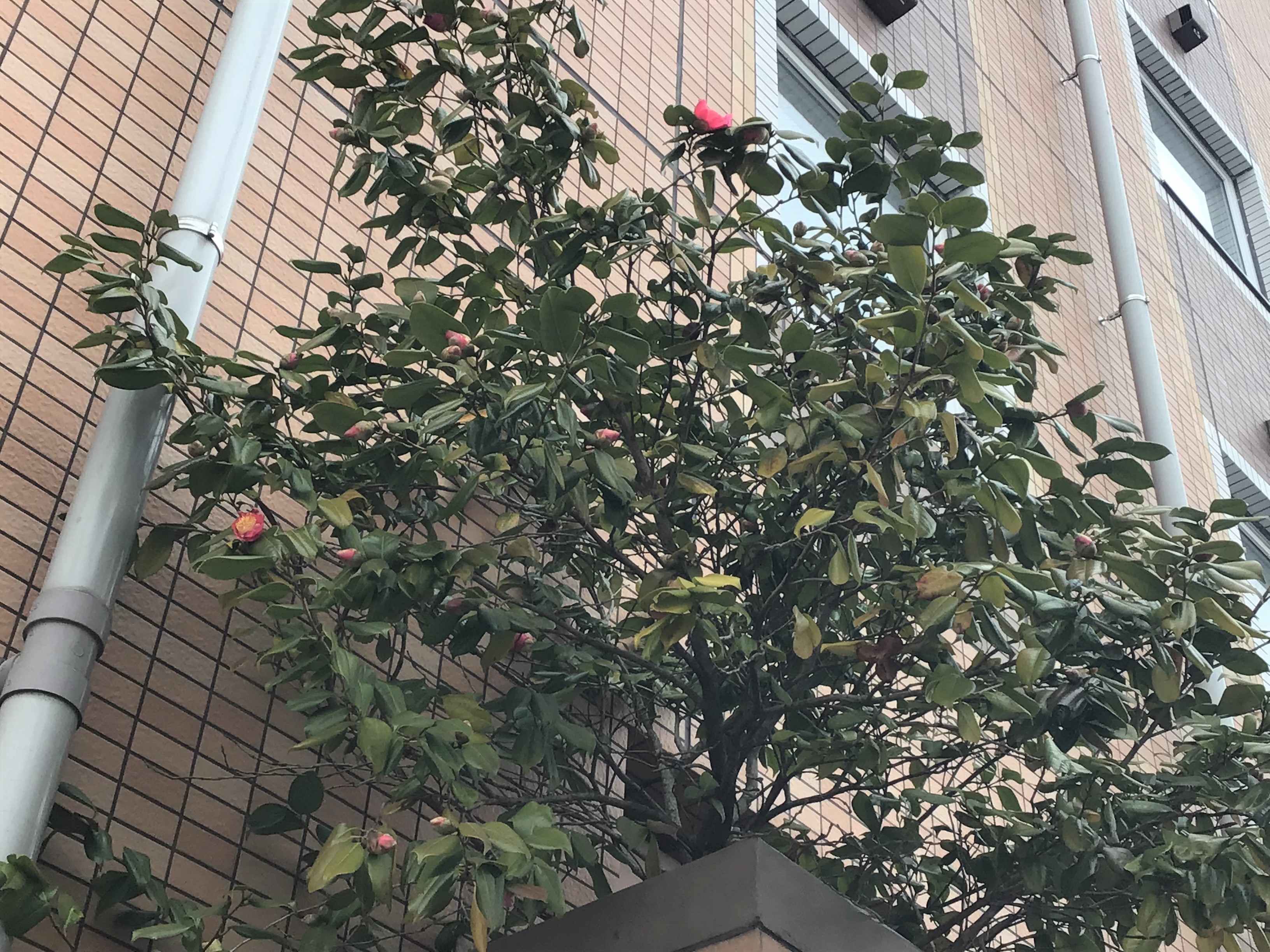 ☆カースポット郡山　春の気配☆