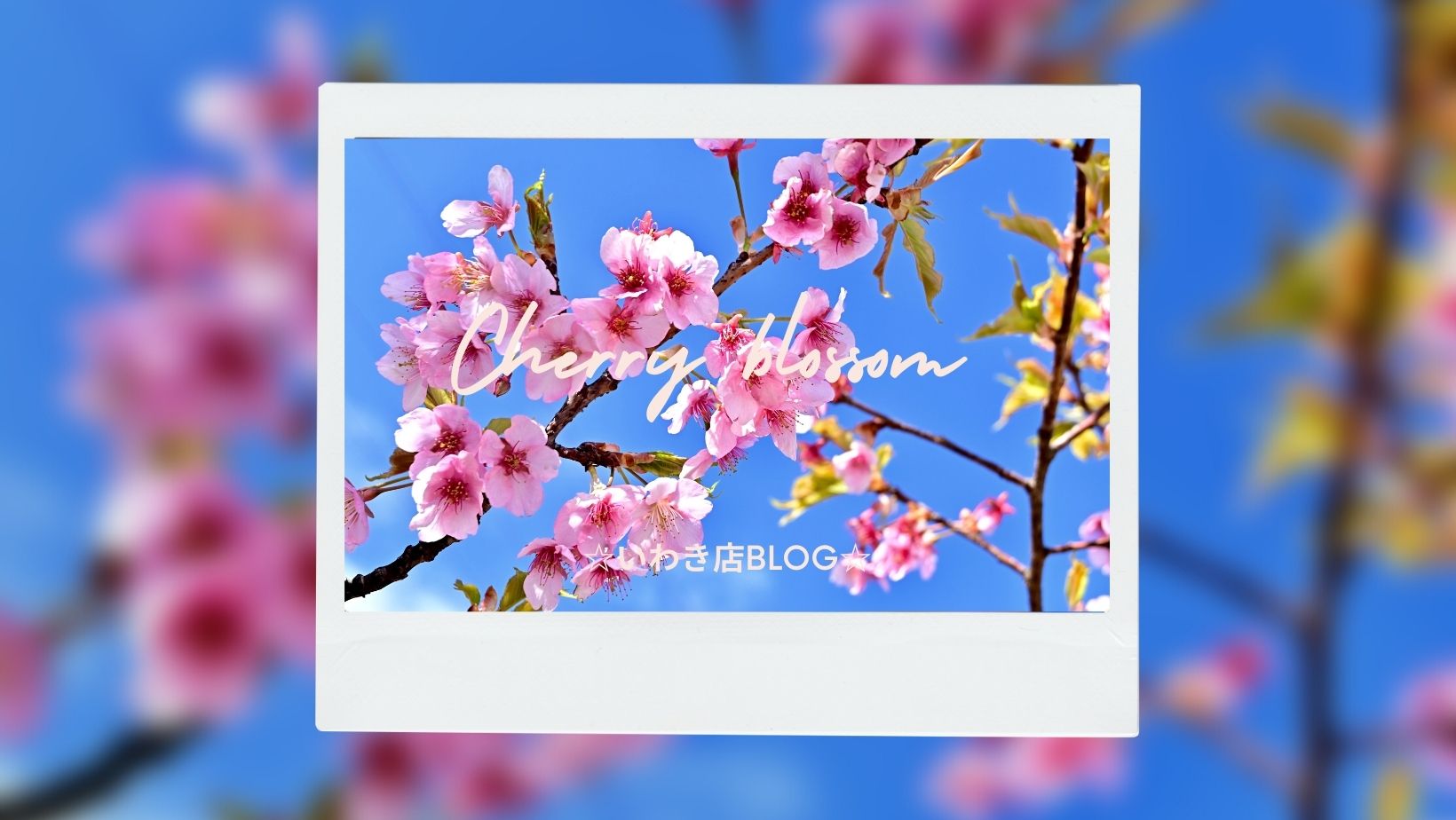 ☆いわき店Blog☆桜を追いかけました♪～いわき編～