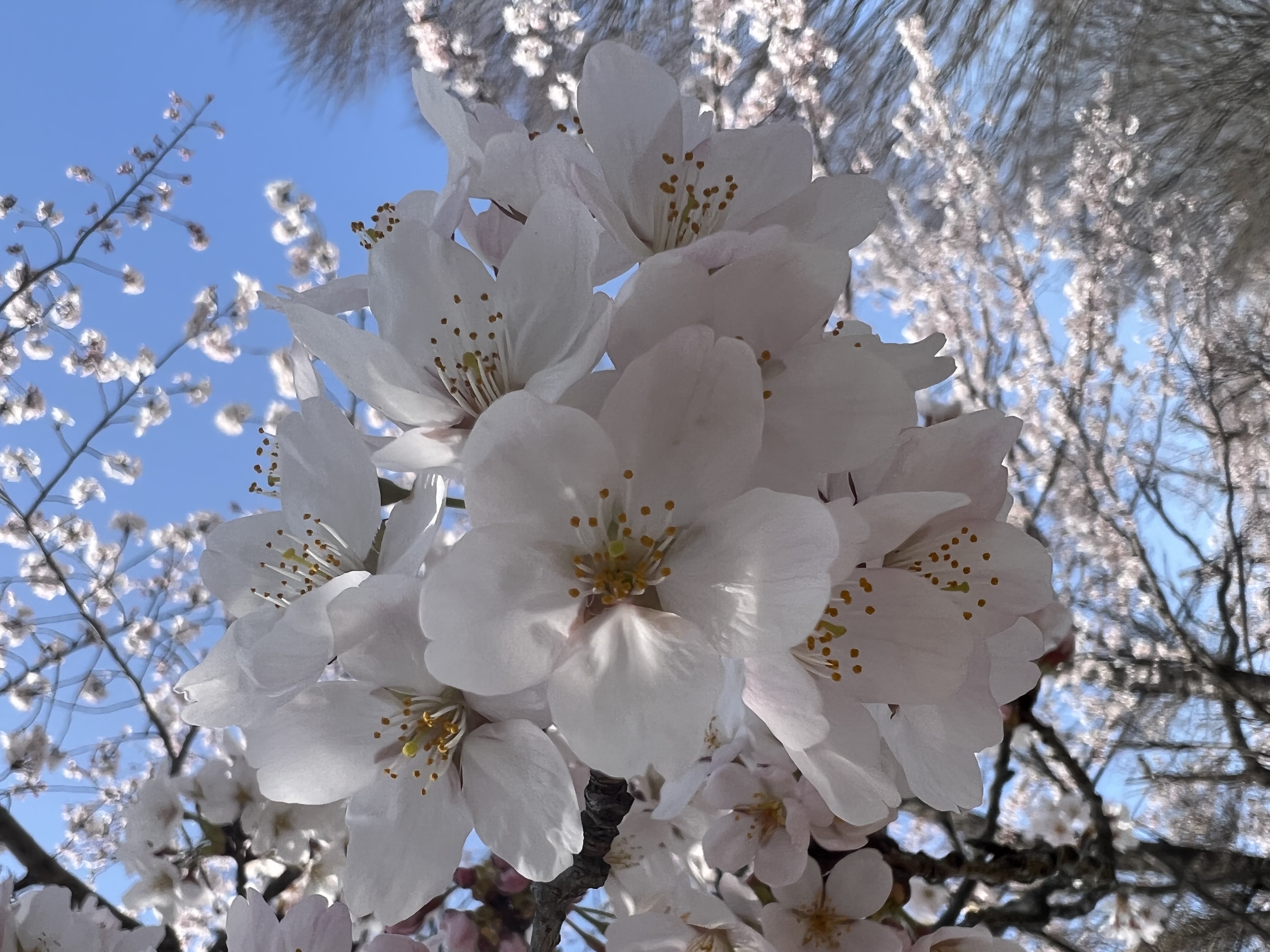 【相馬店】🌸桜が咲きました🌸