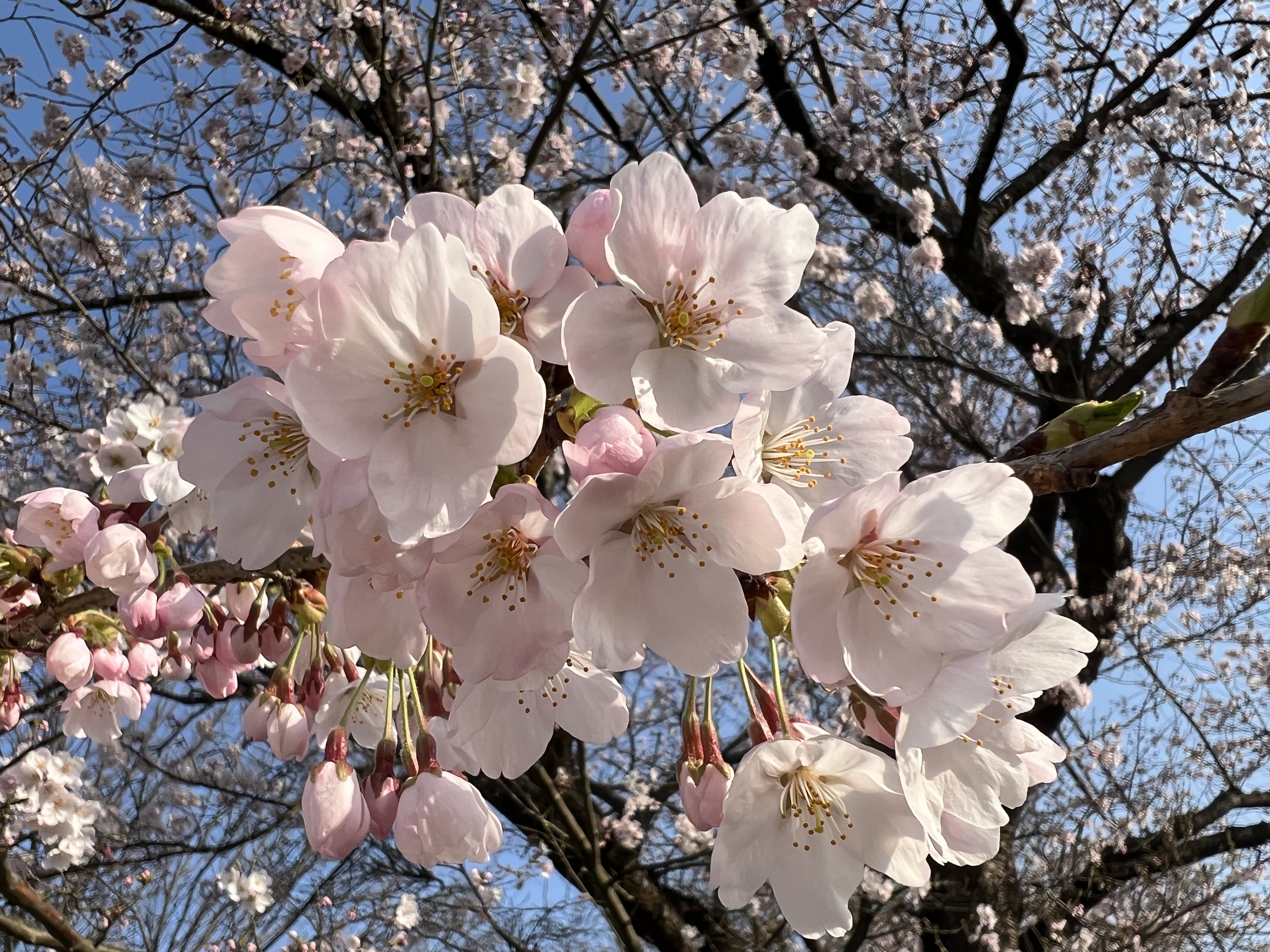 【相馬店】桜と一緒にオススメの車両紹介編①