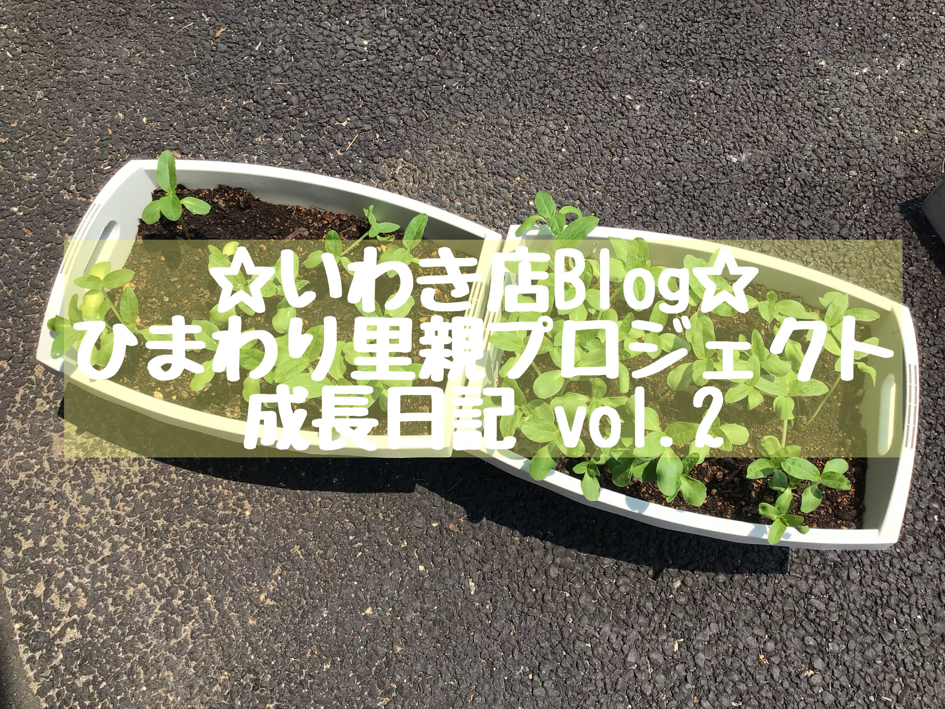 ☆いわき店Blog☆福島ひまわり里親プロジェクト～成長日記ｖｏｌ．2～