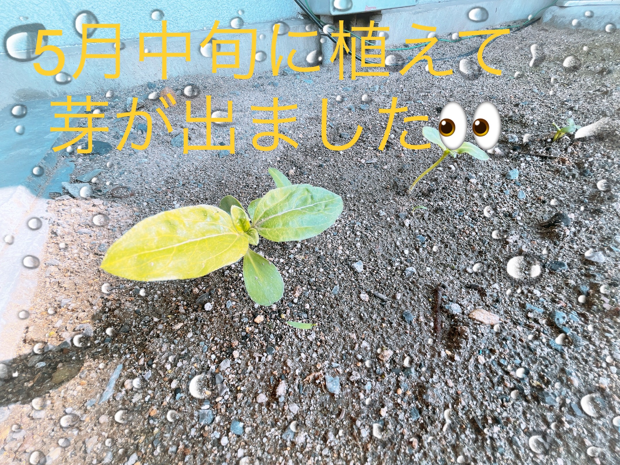須賀川店　芽が出ました！