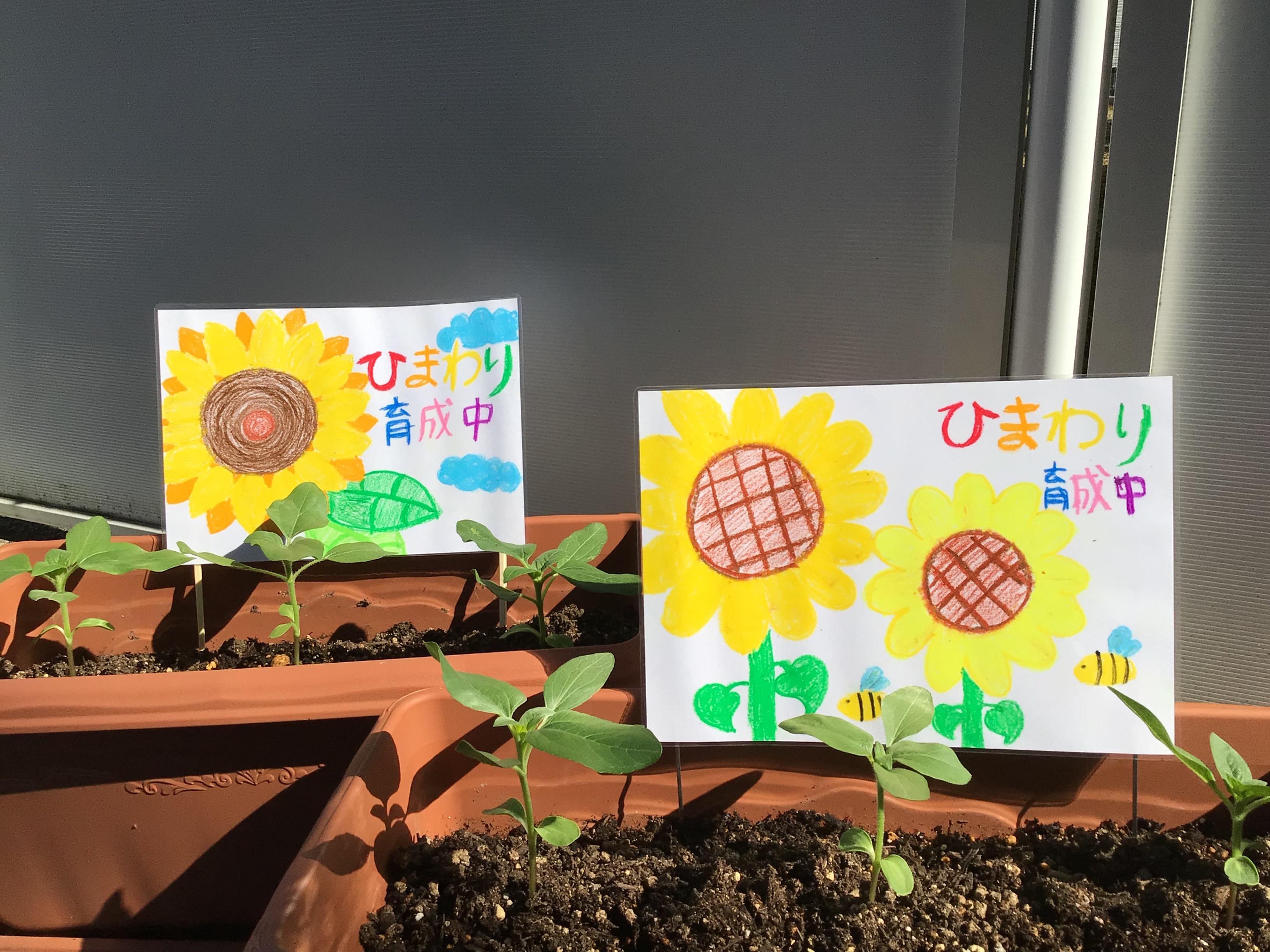 🌻🌻🌻福島北店　ひまわり育成中🌻🌻🌻