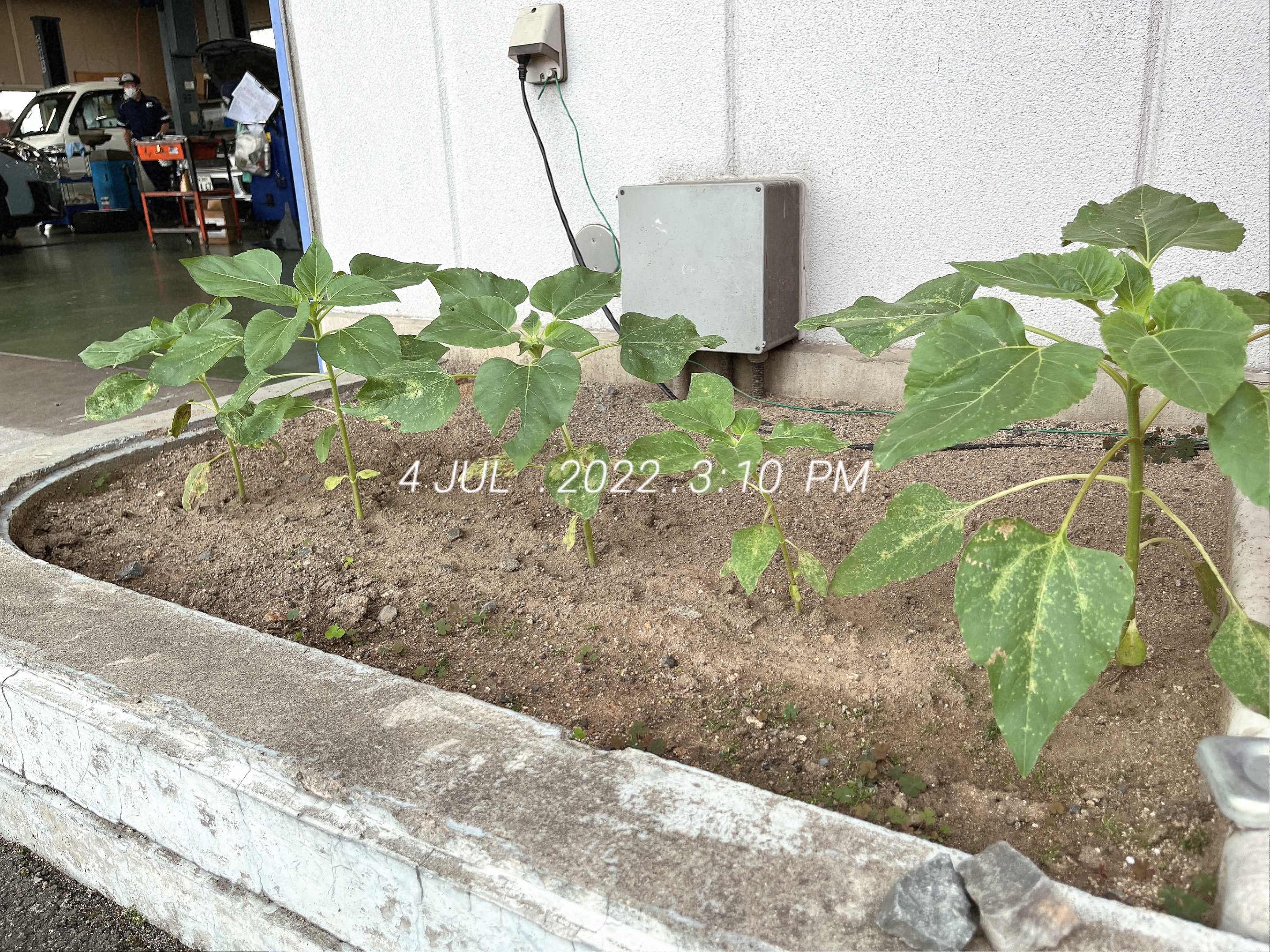 ☆須賀川店　ひまわり成長☆