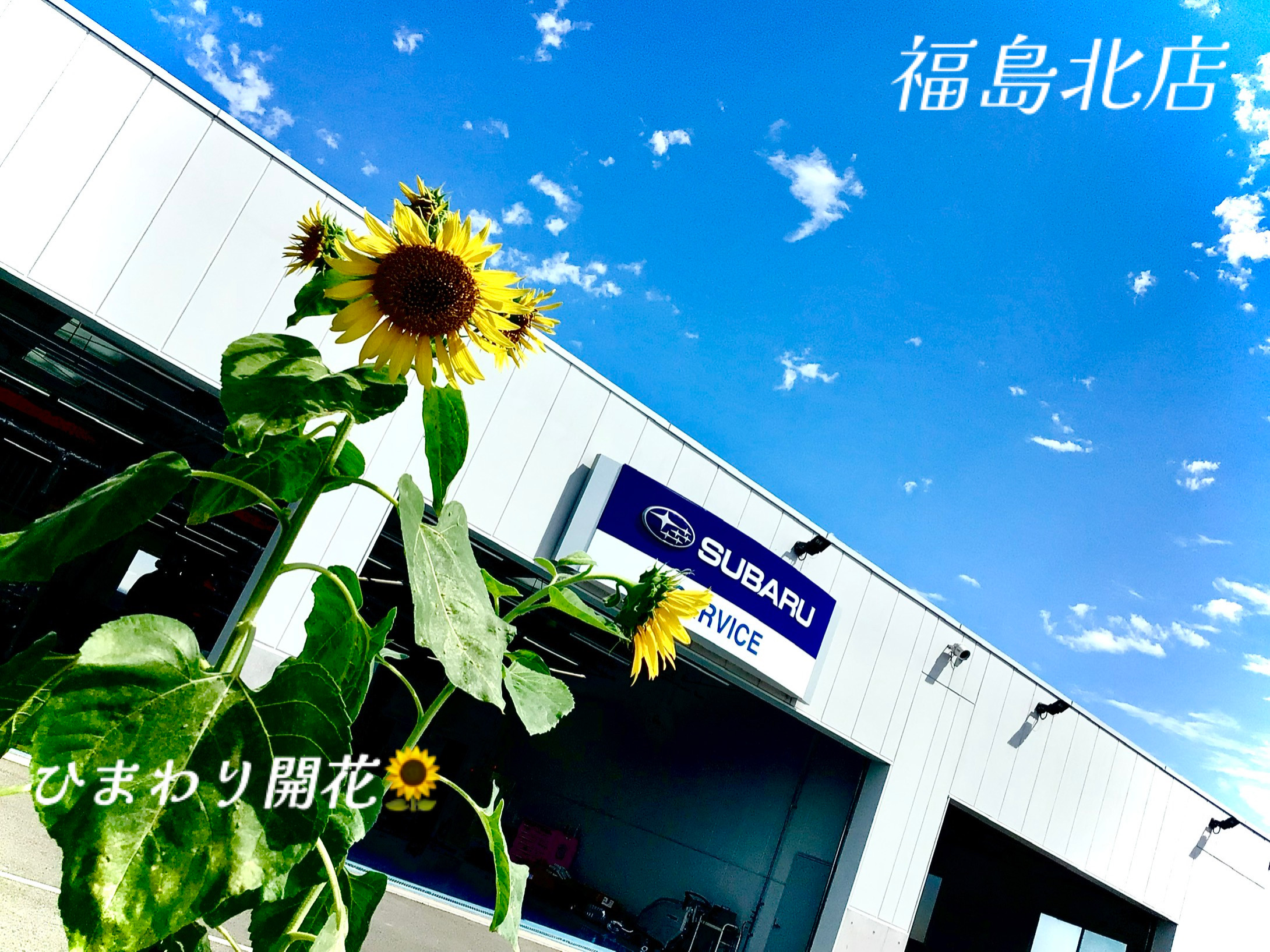 ❀福島北店❀ひまわり開花✿