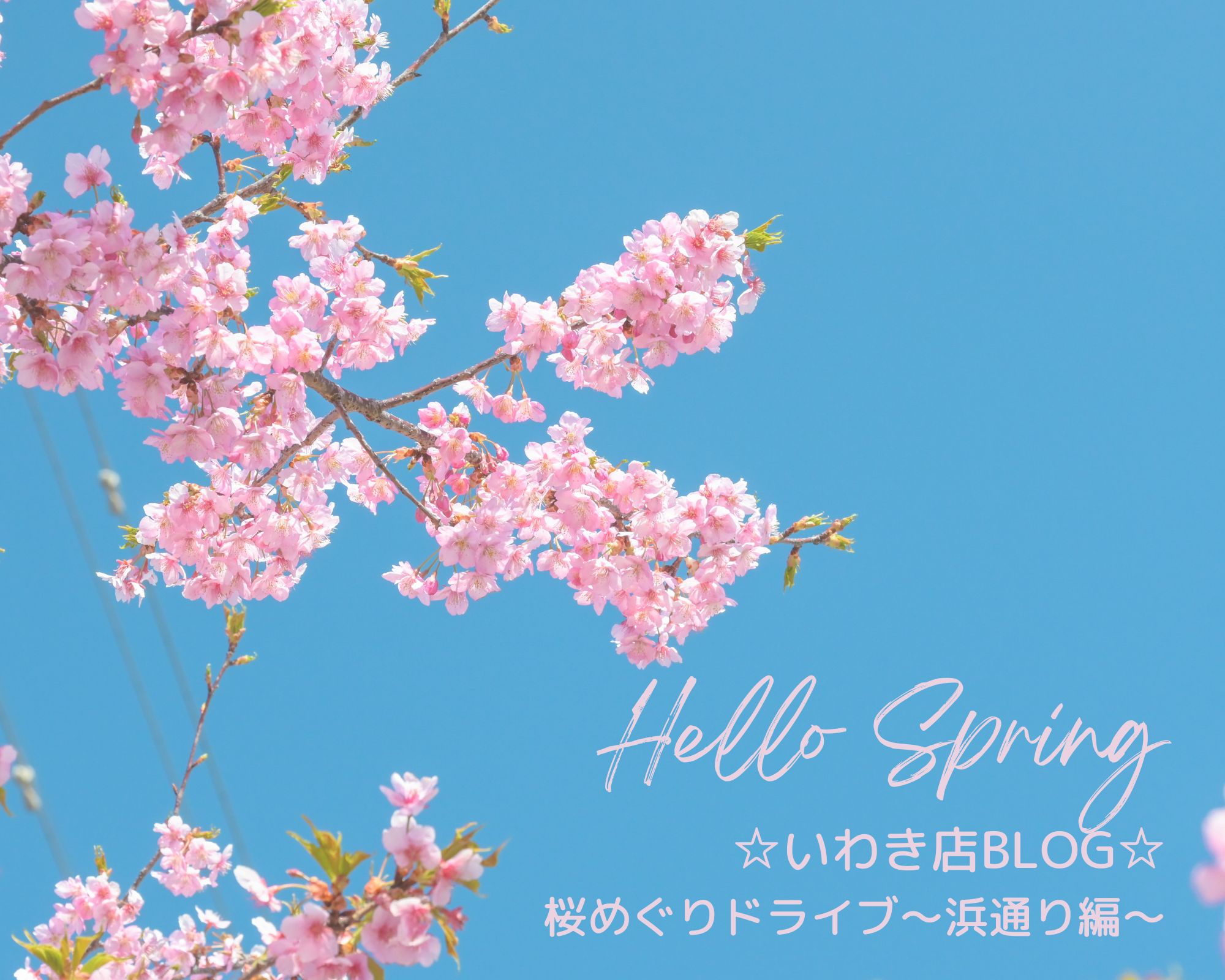 ☆いわき店Blog☆桜めぐりドライブ~浜通り編~