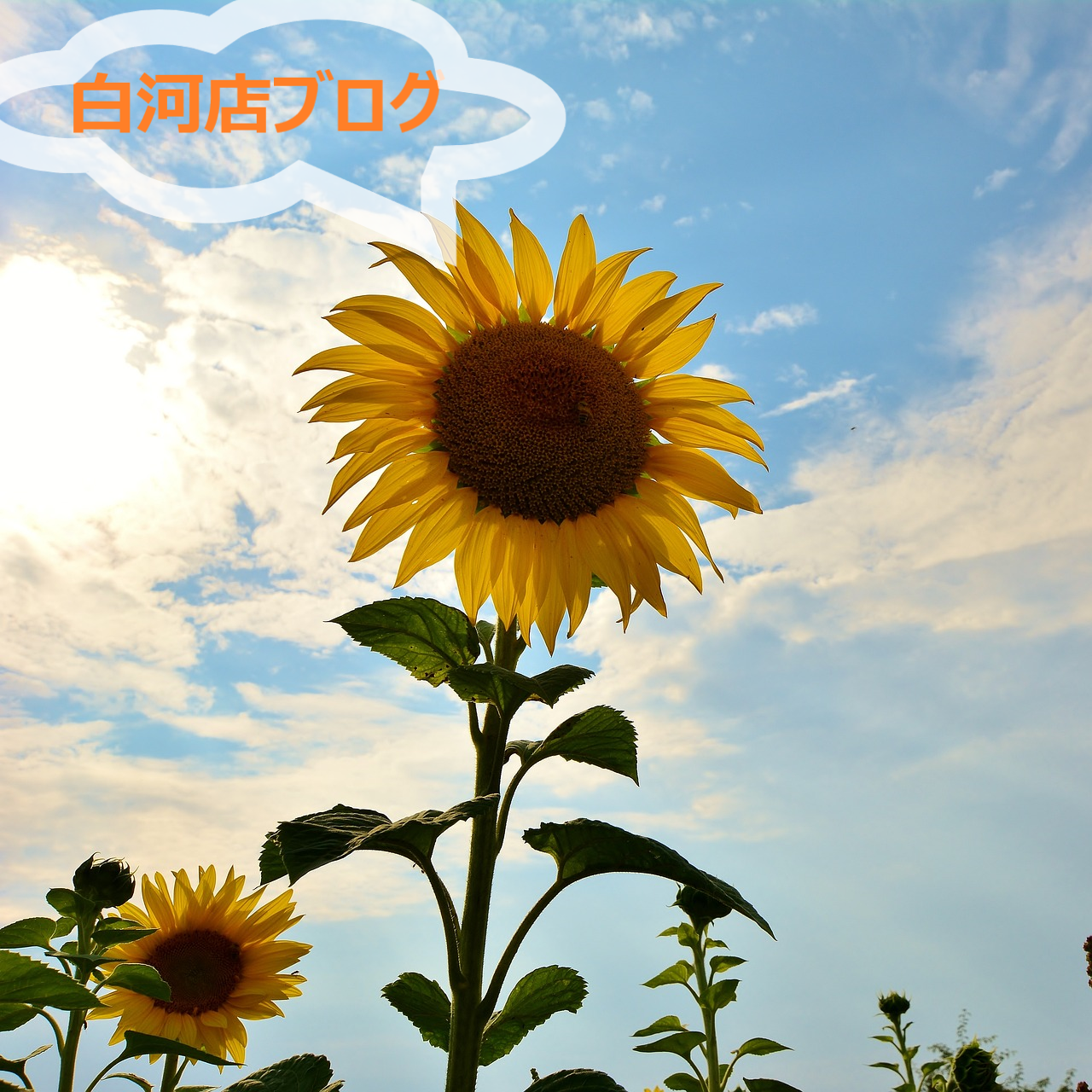 *白河店*ひまわり三つ巴対決⁉