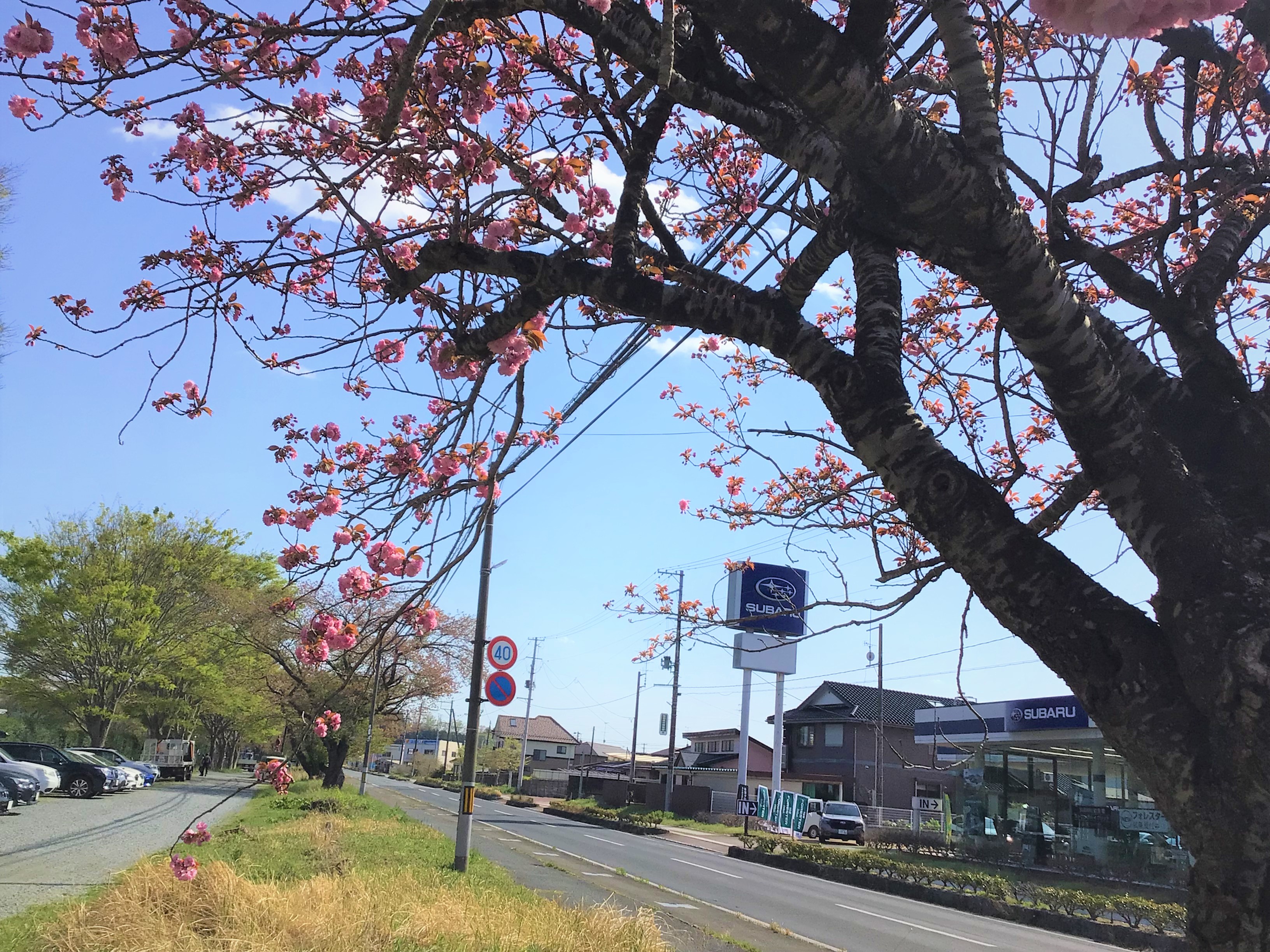 【相馬店】長年のご尽力に感謝を込めて🌸