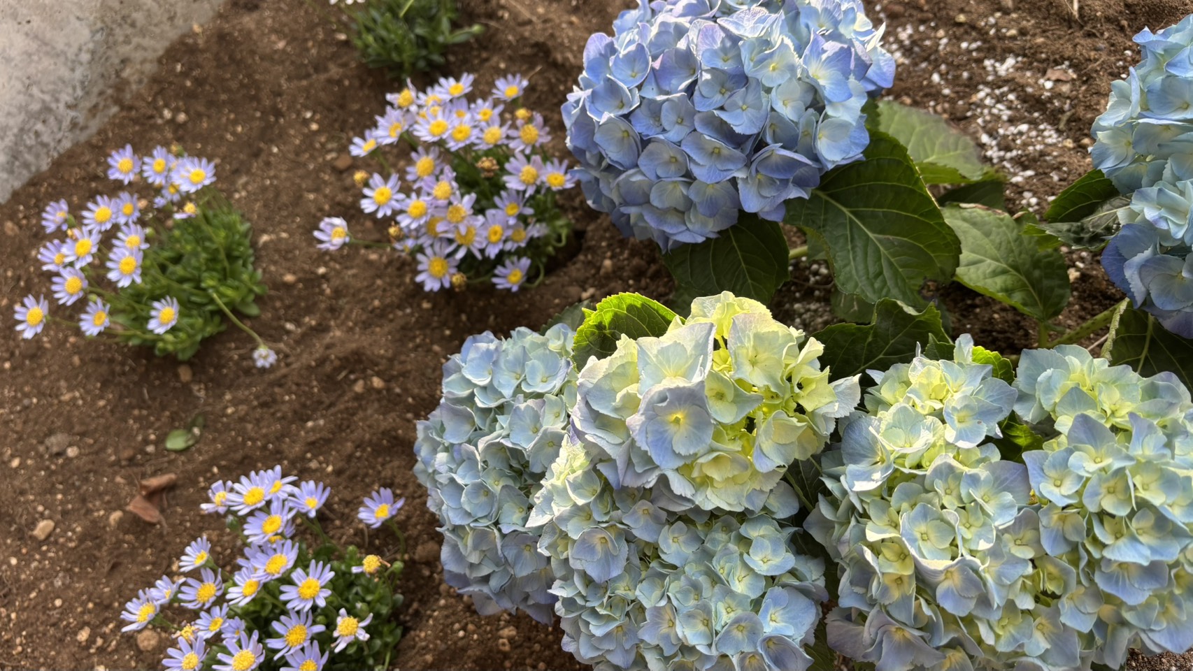 ＊白河店＊アジサイを植えました！