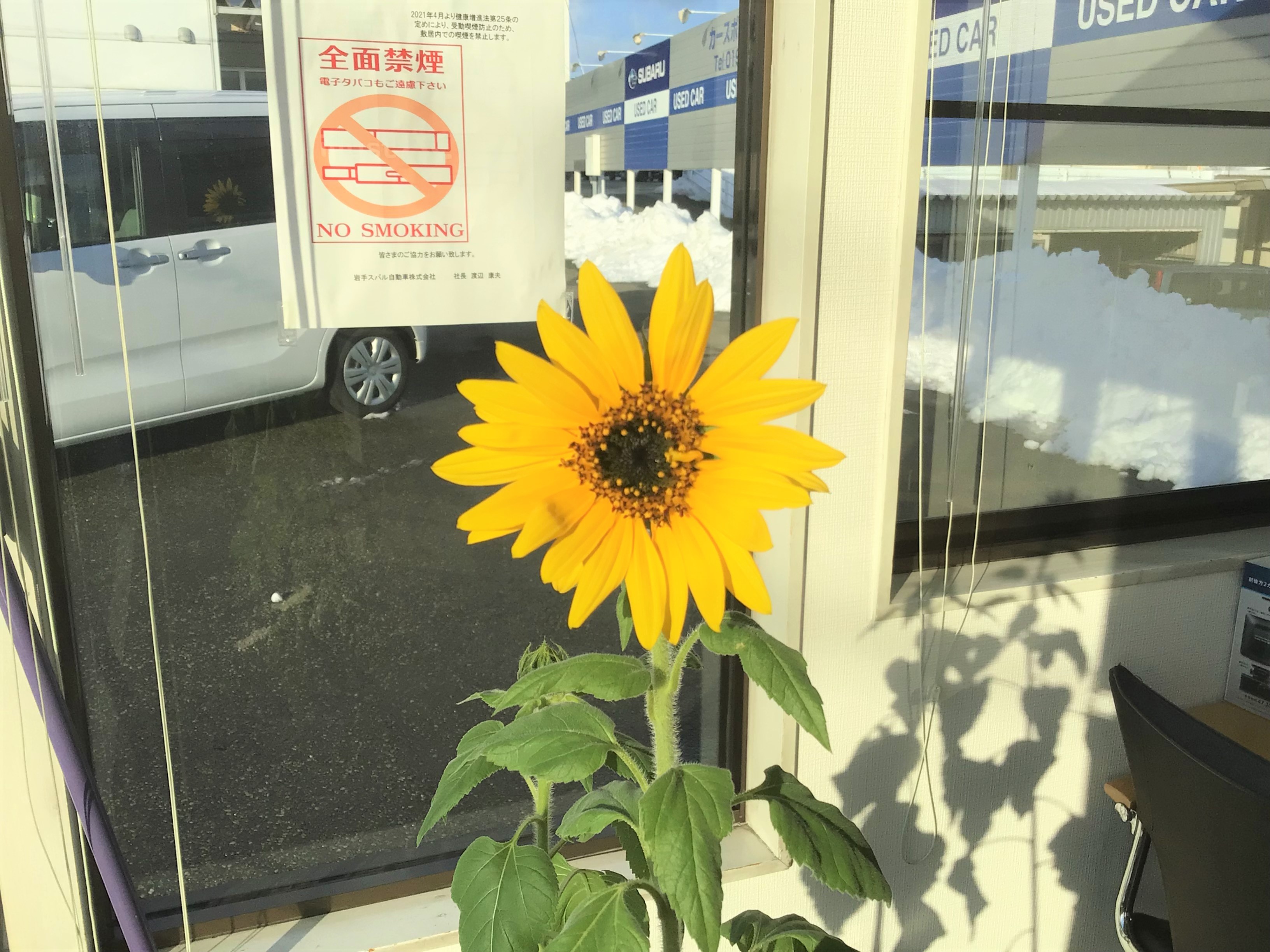 真冬のひまわり