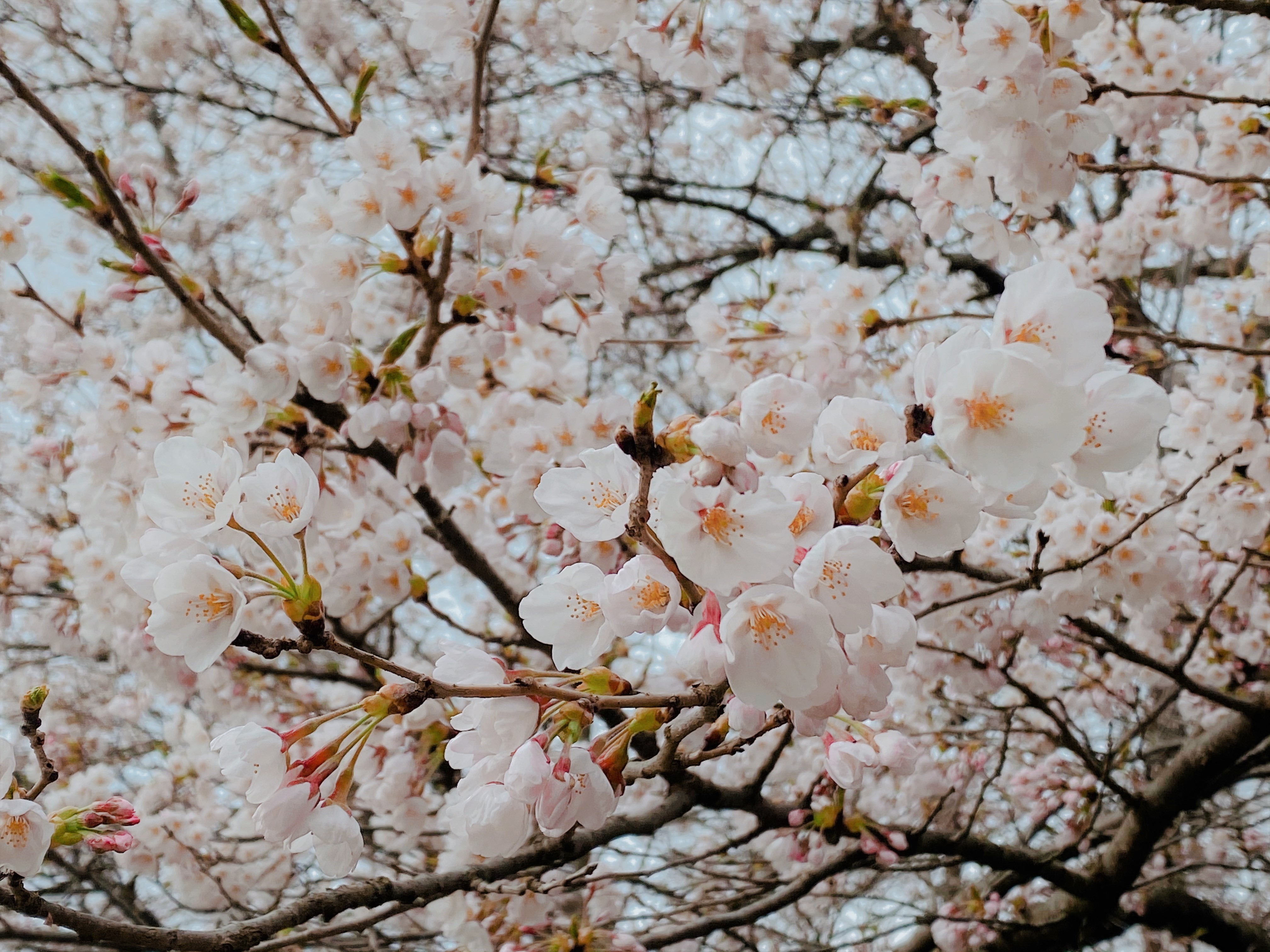 ☆北上店☆　桜の季節です！