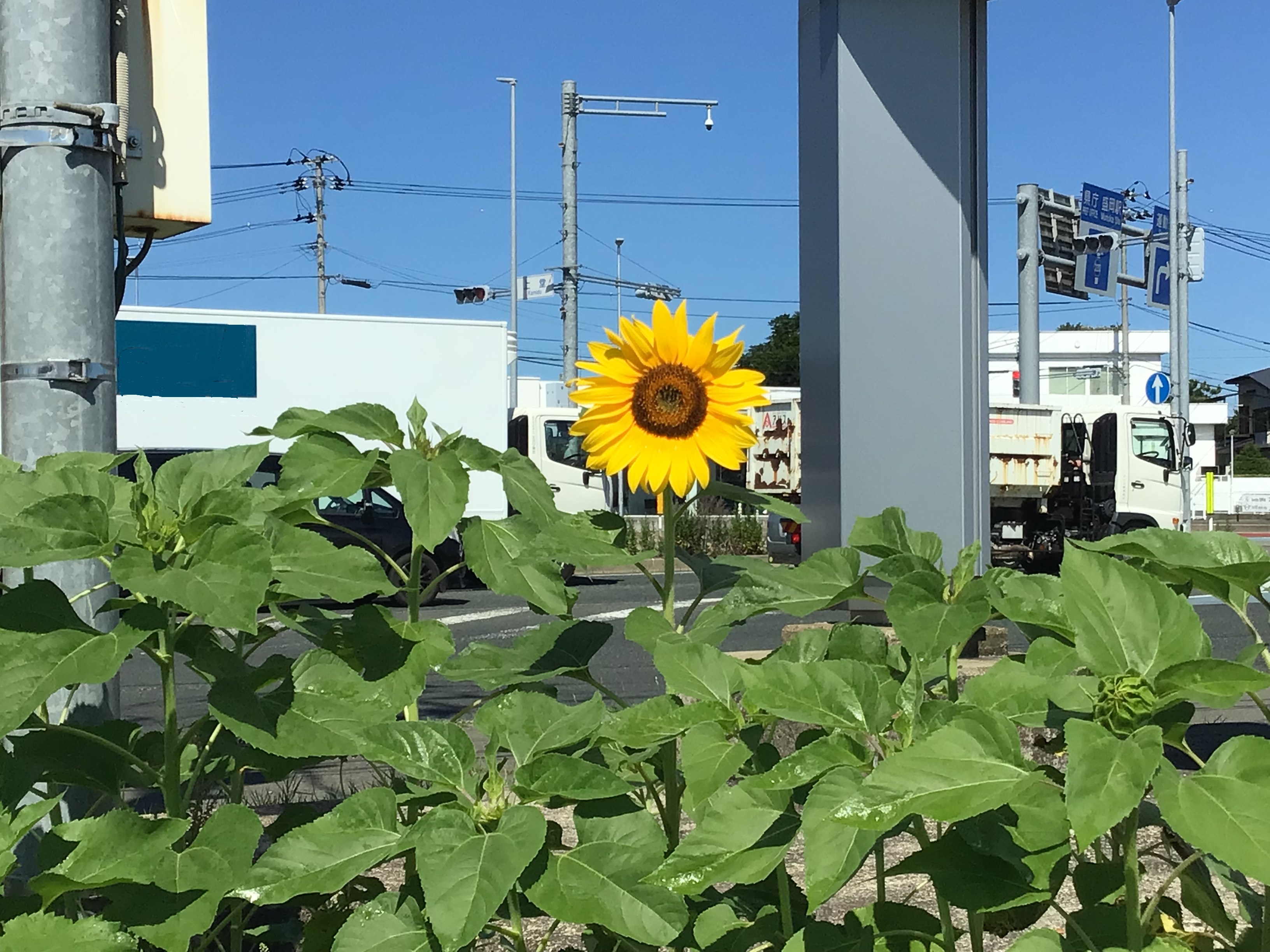夏が来ました！