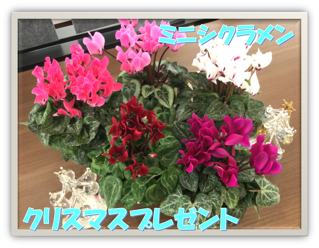 北上店☆クリスマスプレゼント🎅ミニシクラメン