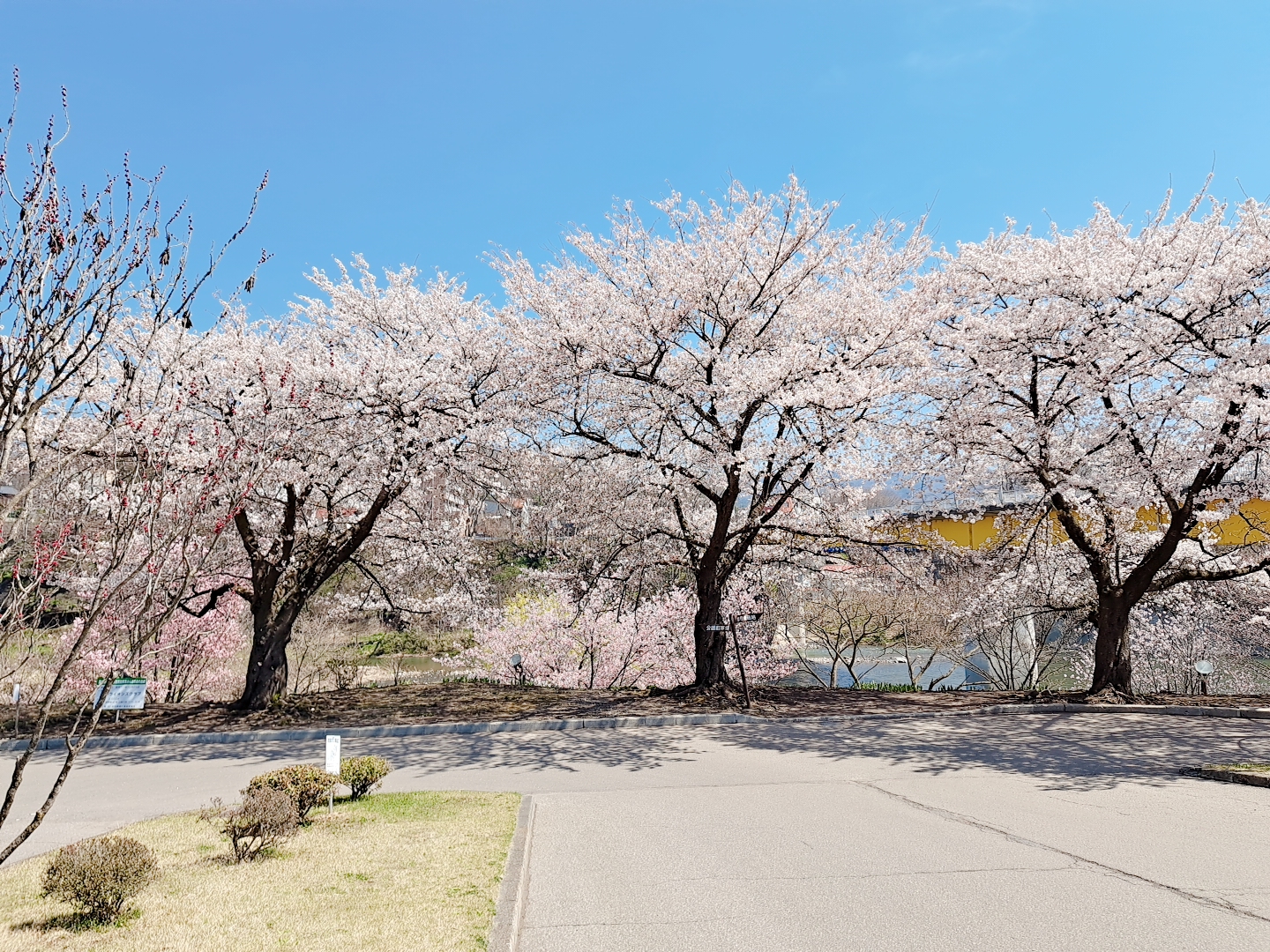 ◆二戸バイパス店◆　桜満開です