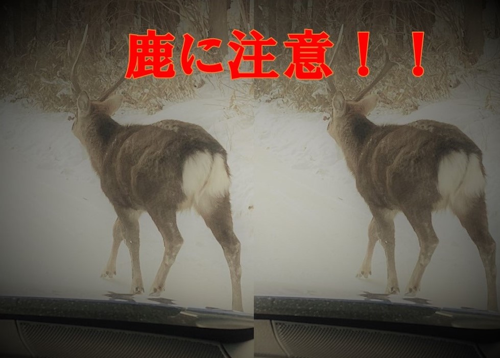 *＊ 花巻空港店 ＊*鹿に注意してください！