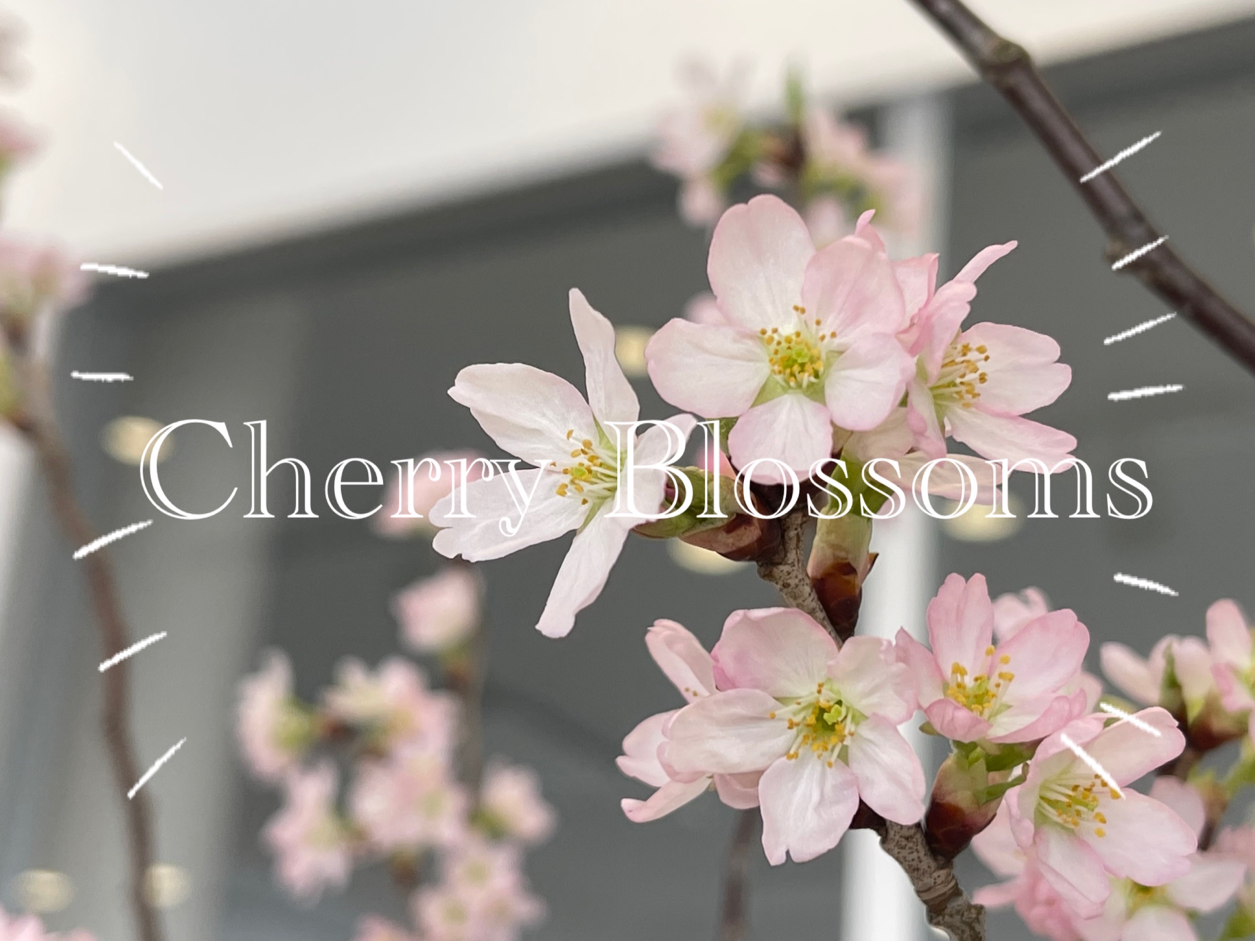 《　天童店　桜開花しました🌸　》